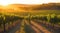 A vineyard with rows of grapevines glowing in the evening light