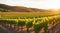 A vineyard with rows of grapevines glowing in the evening light