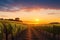 A vineyard with rows of grapevines in silhouette against a picturesque sunset.