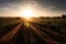 vineyard with rows of grapevines and sun peeking over the horizon