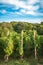 Vineyard rows with green forest and deep blue sky in background