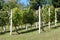 Vineyard rows of nicely cut vines tied on metal wire between strong concrete poles surrounded with uncut grass and trees in back