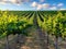 Vineyard rows during Northern California summer