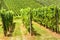 Vineyard rows overlooking grape field, wine farm in valley