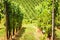 Vineyard rows overlooking grape field, wine farm in valley. Green vine plantation in summer