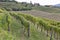 Vineyard rows in Slovenia. Brda region.