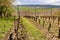 Vineyard rows in spring with blue sky