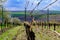 Vineyard rows in spring with blue sky.