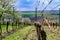 Vineyard rows in spring with blue sky.