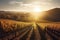 vineyard, with rows of vines and autumn sun, on rolling hills