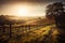 vineyard, with rows of vines and autumn sun, on rolling hills