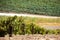 Vineyard with rows of vines in the foothills