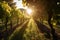 vineyard with rows of vines and sun shining through the leaves