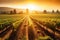 vineyard with rows of vines at sunset, surrounded by golden sun rays