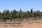 Vineyard rows in Willcox, Arizona