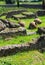 Vineyard between ruins- Pompeii -Italy