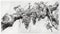 Vineyard\\\'s Bounty: Intricate Pencil Drawing of Gnarled Vine Laden with Grapes