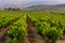 Vineyard with San Vicente de la Sonsierra as background, La Rioja, Spain