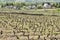 Vineyard In Santenay