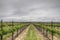 Vineyard with Sauvignon Blanc Grapes