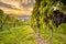 Vineyard scenery with vine grapes and sunset