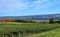 Vineyard on Seneca Lake, New York