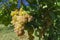 Vineyard on September, Italy, Piemonte, Gavi, a close up