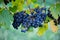 Vineyard Serenity: Luscious Grapes on the Vine in Sunlit Splendor
