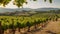 a vineyard situated in the middle of the countryside, highlighting the lush vine rows and scenic landscape, A rustic Tuscan