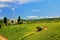 Vineyard with a small farmhouse in Montalcino, Val d`Orcia, Tusc