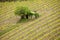 Vineyard with a small farmhouse in Montalcino, Val d`Orcia, Tusc