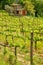 Vineyard with a small farmhouse in Montalcino, Val d`Orcia, Tusc