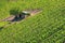 Vineyard with a small farmhouse in Montalcino, Val d`Orcia, Tusc