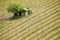 Vineyard with a small farmhouse in Montalcino, Val d`Orcia, Tusc