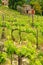 Vineyard with a small farmhouse in Montalcino, Val d`Orcia, Tusc