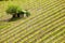 Vineyard with a small farmhouse in Montalcino, Val d `Orcia, Tusc