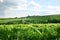 Vineyard and small village in Alsace - France