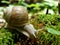 Vineyard snail creeps on moss on foraging