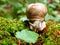 Vineyard snail creeps on moss on foraging 2