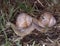 Vineyard snail with housing