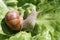 Vineyard snail in the salad