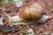 A vineyard snail on the way through the forest