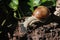 Vineyard snail on weathered wood