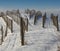 Vineyard in the snow