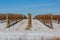 Vineyard Snow Cover