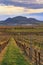 Vineyard Sonberk and Palava hills, Southern Moravia, Czech Republic