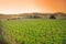 Vineyard in Sonoma, California