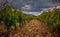 Vineyard in the south of France Provence , with stormy skys