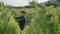 Vineyard specialist checking grape bush inspecting plantation at harvesting.
