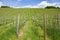 Vineyard in spring with growing grapes in the Rheingau